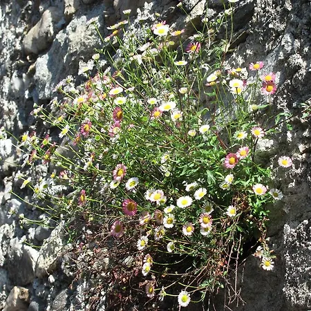 La Genzianella Miasino