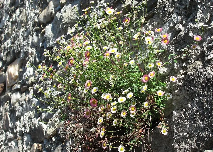 La Genzianella Miasino